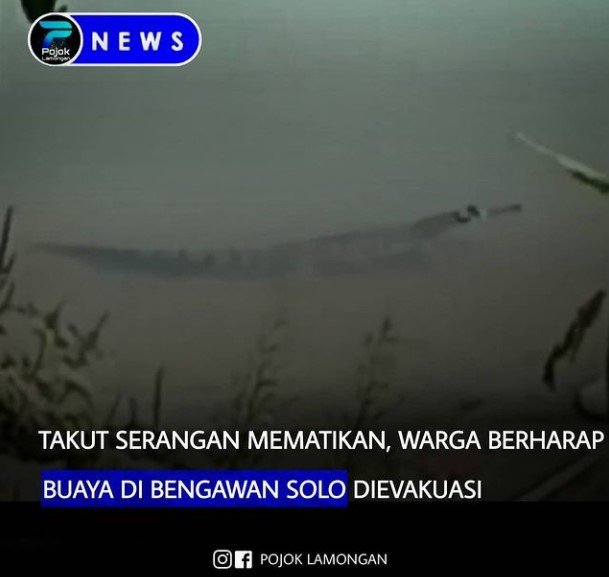 penampakan buaya bengawan solo