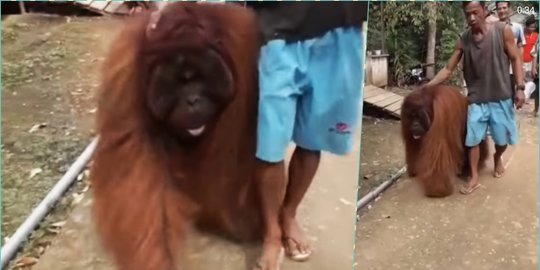 Seekor Orangutan Tersesat dan Masuk Pemukiman Warga di Paser