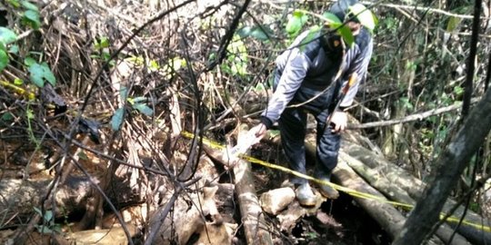 Bangkai Gajah Betina Ditemukan di Hutan Produksi Air Teramang Bengkulu