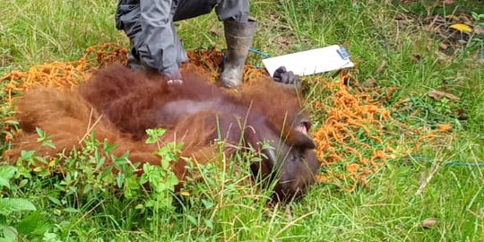 Orangutan Tersesat ke Permukiman di Kaltim Ditemukan Selamat