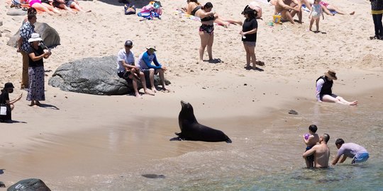 Kawanan Singa Laut Sapa Pengunjung Pantai di California