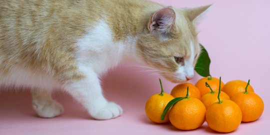 Pemilik Anabul Wajib Hati-Hati, 5 Buah Ini Justru Berisiko Ganggu Kesehatan Kucing