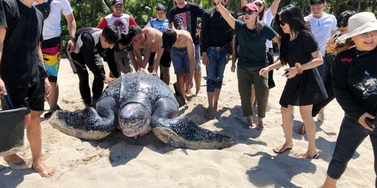 Terperangkap di Rawa, Penyu Belimbing Raksasa Diselamatkan Warga Minahasa