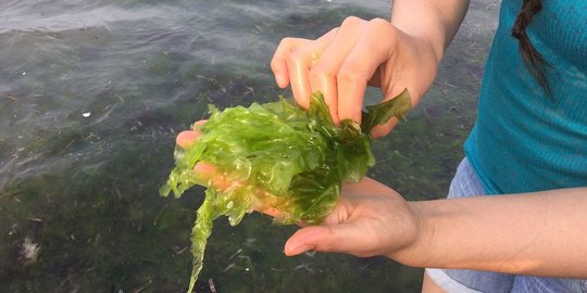 Mengenal Selada Laut, Sayuran Bernilai Tinggi yang Masih Kalah Pamor dari Rumput Laut