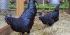 Mengenal Ciri-ciri Ayam Berdasarkan Jenisnya, Perlu Diketahui