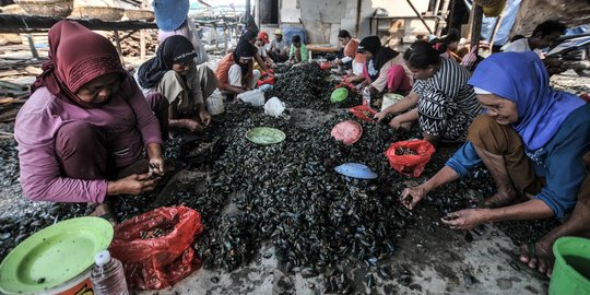 Geliat Pengupas Kerang Hijau di Utara Jakarta