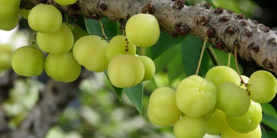 10 Jenis Buah Berry Liar yang Bisa Dimakan, Salah Satunya Mulberry