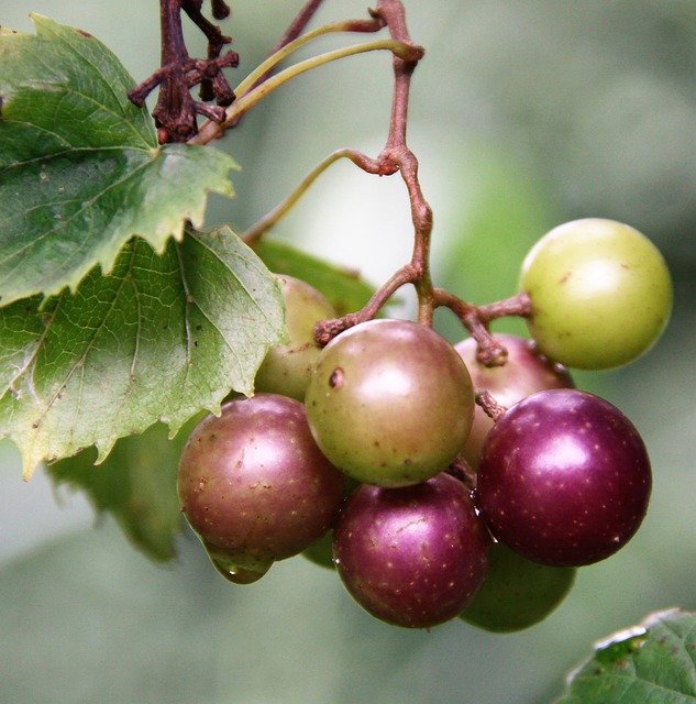 muscadine