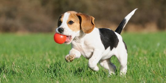 Bocah di Medan Diduga Tewas Digigit Anjing Tetangga