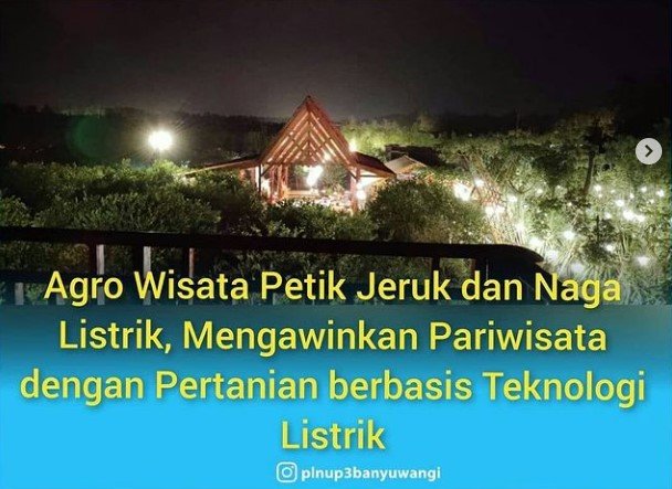 agrowisata petik jeruk dan naga listrik banyuwangi