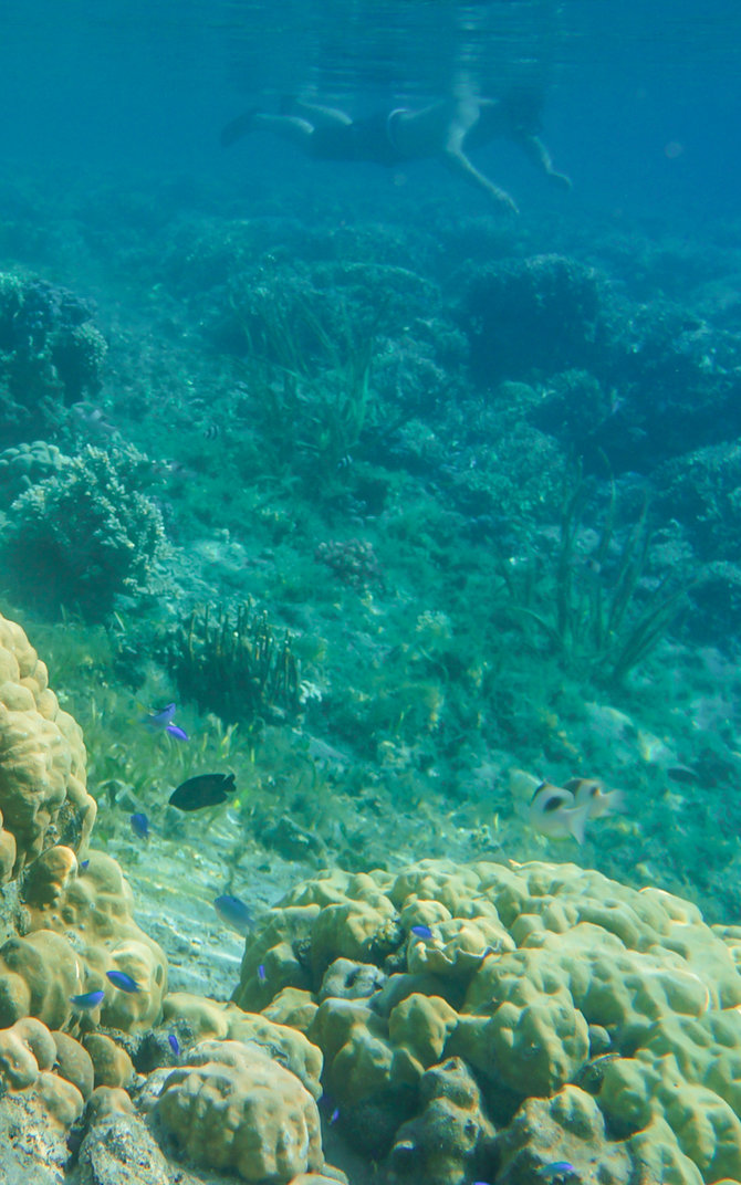 keindahan bawah laut gili kalong