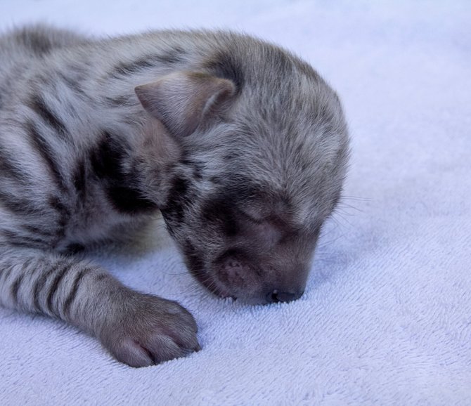 bayi hyena yang lahir di bali safari park