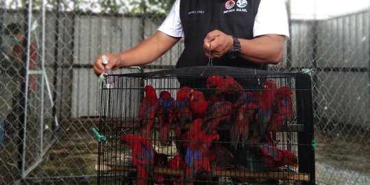 Tim Gabungan Gagalkan Penyelundupan Ribuan Burung dari Lampung