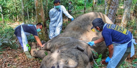 Gajah Betina Berusia 45 Tahun Ditemukan Mati di Pelalawan