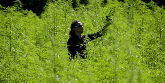 Melihat Pemusnahan Ladang Ganja Siap Panen di Aceh