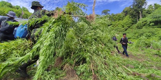 20 Ribu Batang Ganja Dimusnahkan di Aceh Besar, Pemilik Gagal Ditangkap