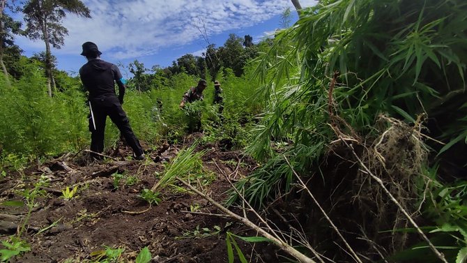 pemusnahan ladang ganja di aceh besar