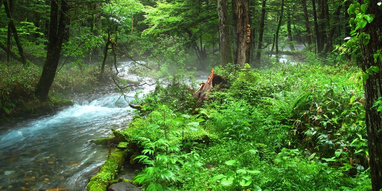 Isi Uu No 32 Tahun 2009 Tentang Lingkungan Hidup Berikut Penjelasannya Merdeka Com