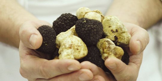 5 Manfaat Jamur Truffle bagi Kesehatan, Salah Satunya untuk Membunuh Sel Kanker