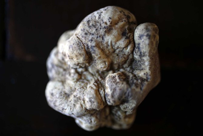 pemburu jamur truffle