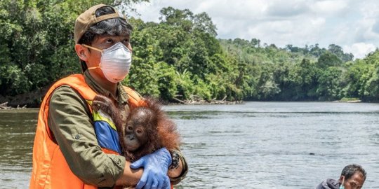 13 Manfaat Konservasi Satwa Liar yang Jarang Diketahui, Penting untuk Keseimbangan