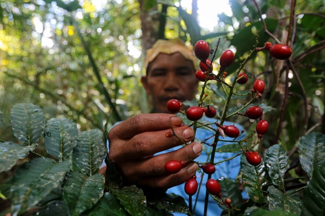 suku pedalaman brasil perangi covid 19 dengan tanaman asli hutan amazon