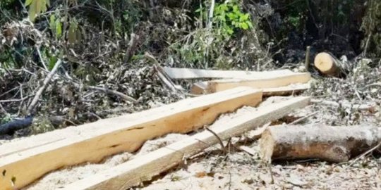 Tebang Pohon Tanpa Izin, Wakil Ketua DPRD Takalar Dihukum 1 Tahun Penjara