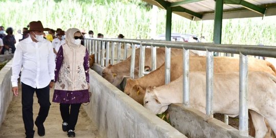 Dorong Produksi Daging di Daerahnya, Sumut Kini Punya Instalasi Pembibitan Sapi 6 Ha