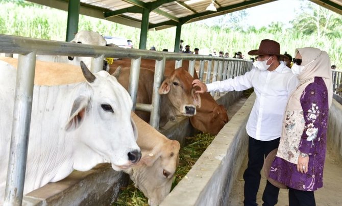 dorong produksi daging di daerahnya sumut kini punya instalasi pembibitan sapi 6 ha