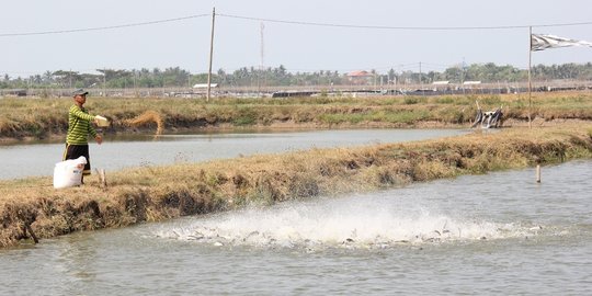 Tekan Biaya Produksi, Pakan Ikan Air Tawar Dapat Diproduksi Secara Mandiri