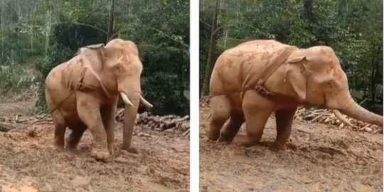Viral Gajah Menyeret Pohon Usai Ditebang, Videonya Bikin Sedih