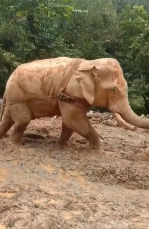 viral gajah menyeret pohon yang usai ditebang