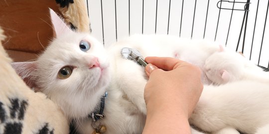 Kucing Lucu Imut Bikin Gemes, Cocok Jadi Peliharaan di Rumah