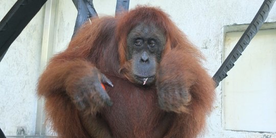 Sepasang Orang Utan Sumatera Dilepasliarkan di Cagar Alam Jantho