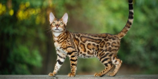 Harga Kucing Bengal 2021 Sesuai Jenisnya, Bisa Capai Puluhan Juta