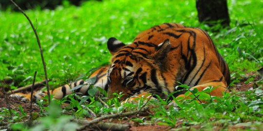 Polisi Buru Sindikat Perdagangan Harimau di Bengkulu