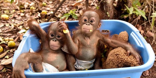 9 Fakta Orang Utan yang Jarang Diketahui, Salah Satunya Pengguna Alat yang Andal