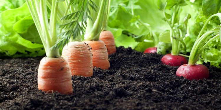 Fungsi Sitokinin Sangat Penting Untuk Pertumbuhan Tanaman Ini Penjelasannya Merdeka Com