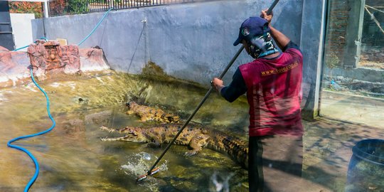 Pekerjaan Ekstrem Pawang Buaya, Sang Perawat Predator Buas