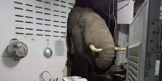 Demi Bisa Memberi Makan, Pria Ini Rela Dinding Rumahnya Dijebol Gajah