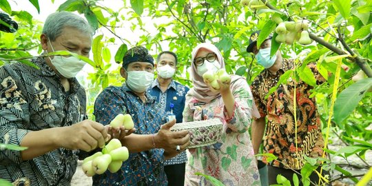 Menengok Kampung Jambu di Banyuwangi