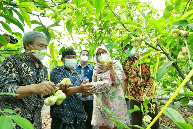 kampung jambu di banyuwangi