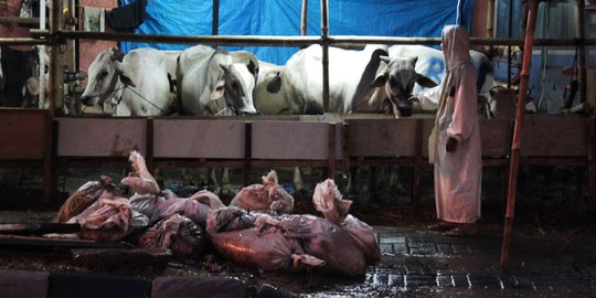 Kemenag Wajibkan Panitia Kurban Antar Daging ke Rumah Penerima, Cegah Kerumunan