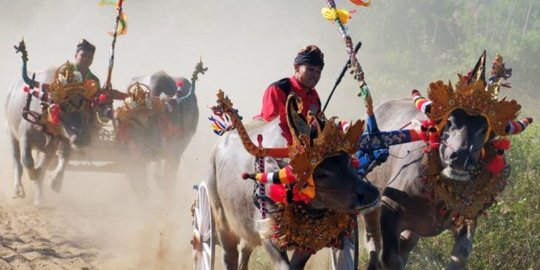 Kejari Negara Tahan Kadis Pariwisata Jembrana Korupsi Hiasan Kepala Pacuan Kerbau