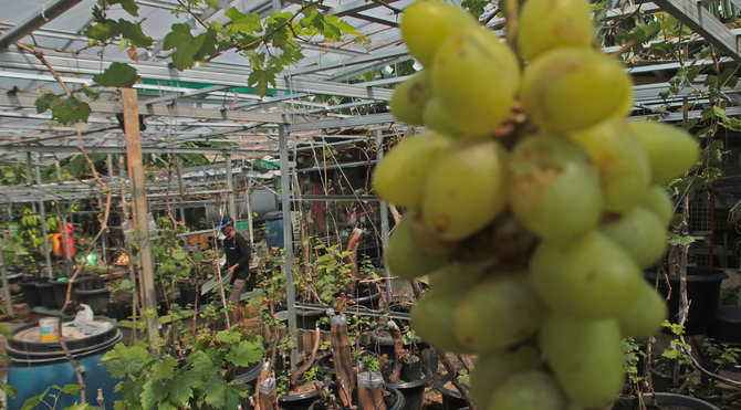 petani anggur di kebun imut sinakal