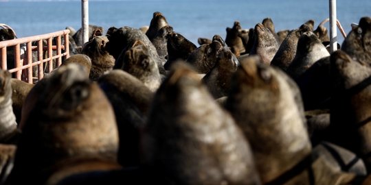 Diburu Paus Pembunuh, Kawanan Singa Laut Loncat ke Dermaga