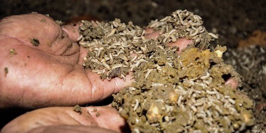 Budidaya Maggot untuk Kurangi Sampah Organik