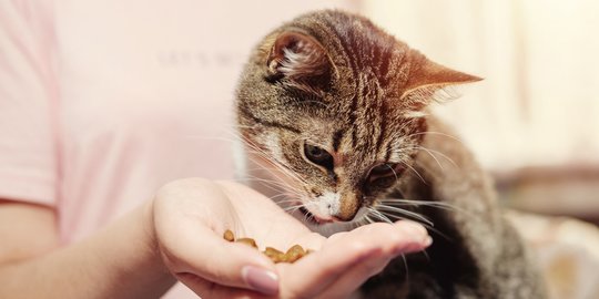 Stop Campurkan ke Cat Food, Ini Cara Ampuh Berikan Obat pada Kucing