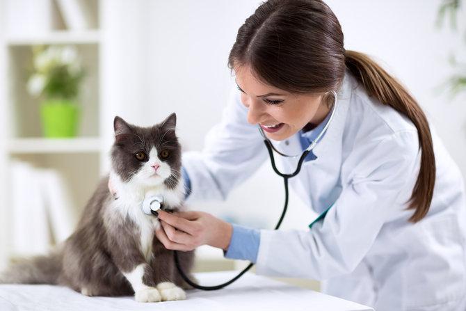 stop campurkan ke cat food ini cara ampuh berikan obat pada kucing