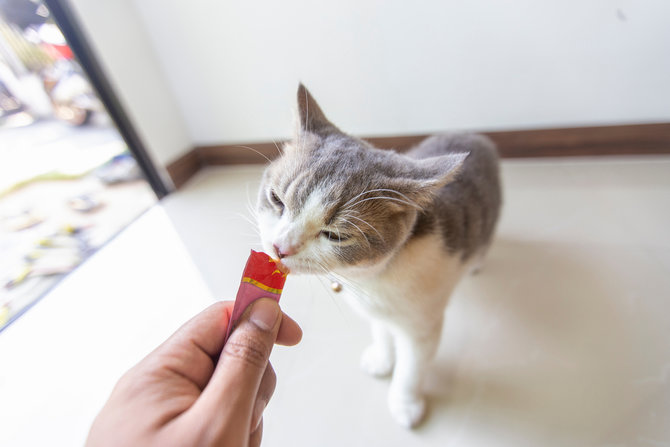stop campurkan ke cat food ini cara ampuh berikan obat pada kucing